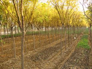 黄金槐.高杆龙柏.法桐.瓜子黄杨球.