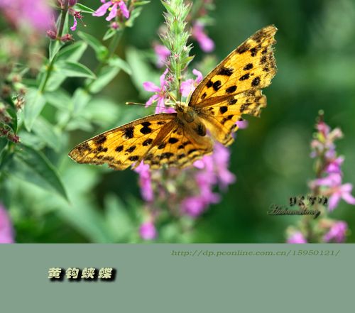 昆虫【24】黄钩蛱蝶
