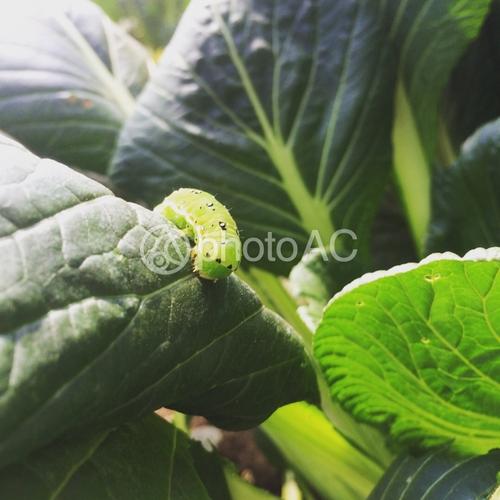照片素材(图片): komatsuna和绿色毛虫