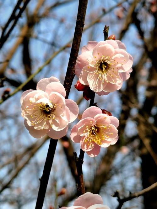 广州萝岗区香雪公园观梅花 2021.1.17