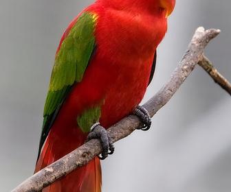 噪吸蜜鹦鹉叫声