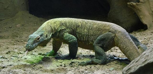 十万个生物小百科—「科摩多龙」