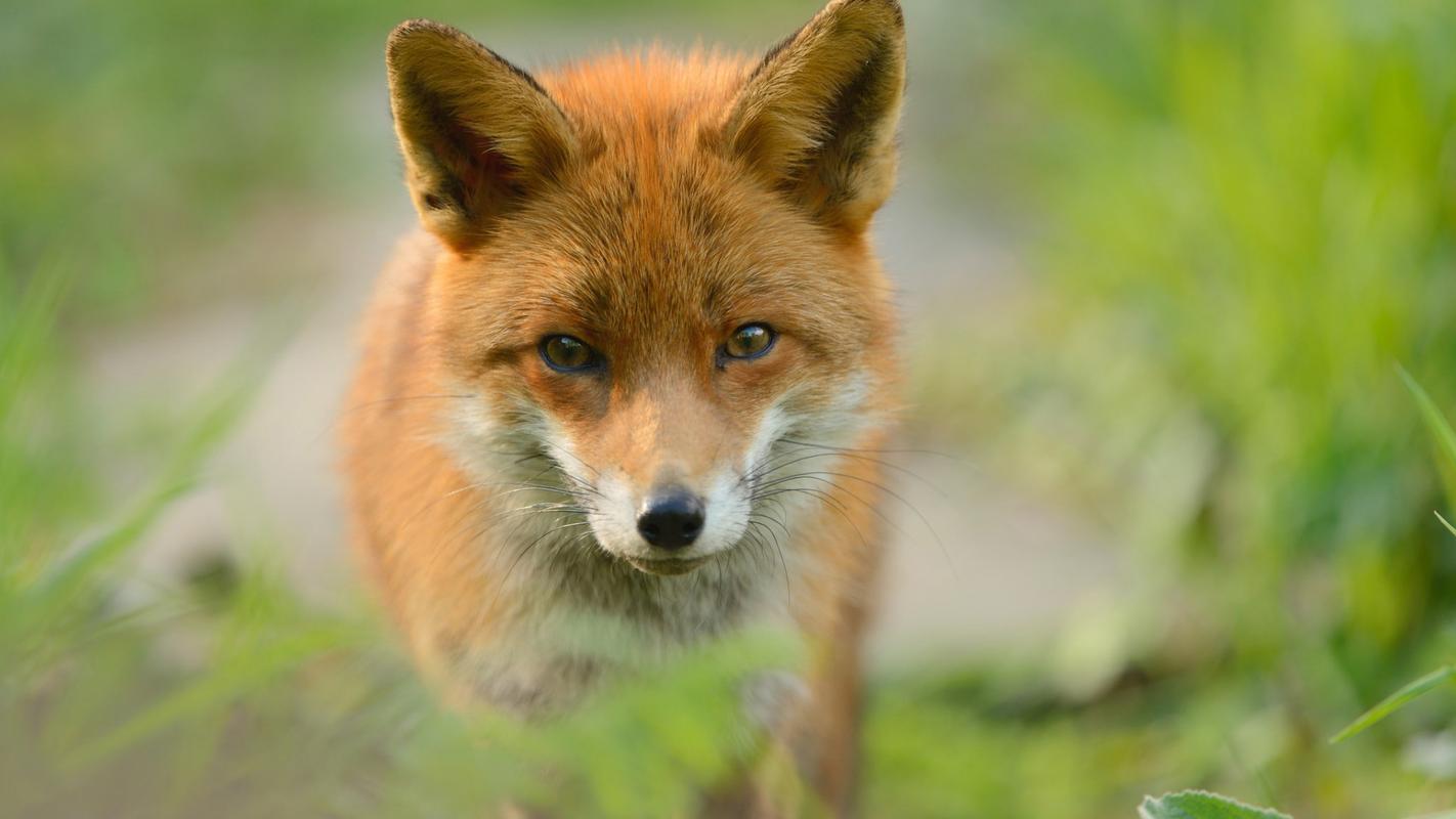 可爱的狐狸图片高清宽屏桌面壁纸