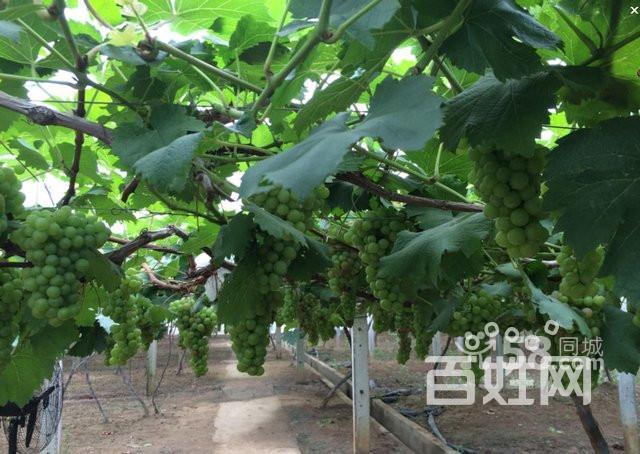 您还在犹豫选择哪里开年会么 舍得庄园等您来