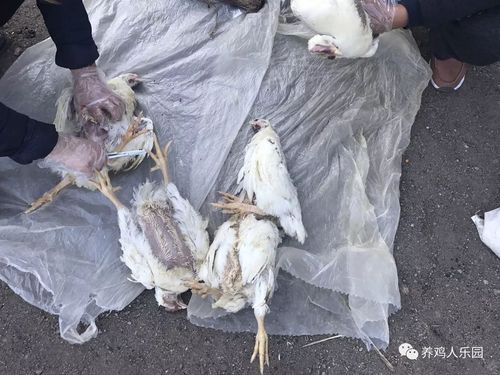 究竟是什么原因让养殖户一天死亡上百只鸡?