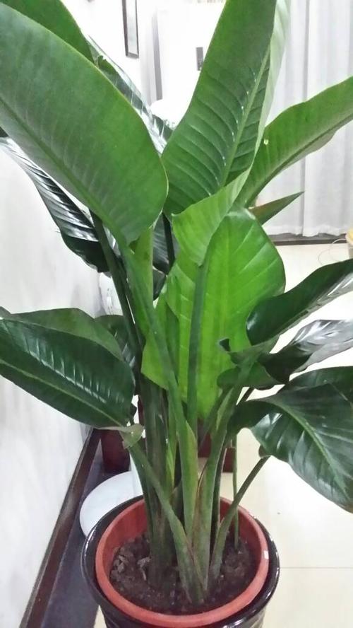 有宽厚的大叶和一根根茎的是个什么植物?快求答案!