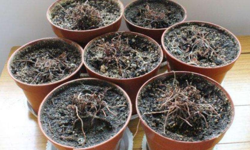 仙客来开完花,叶子发黄枯萎不要扔,来年还能大量开花