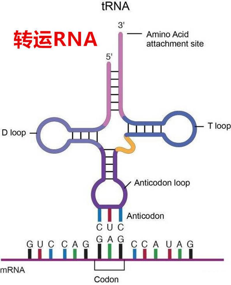 转运rna,拜托转转好运!不要再有坏消息了[作揖][作揖]