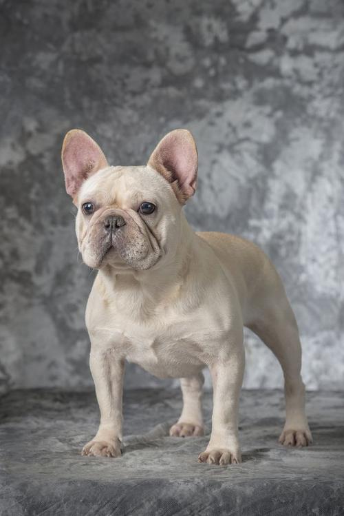 法斗虽然看上去是一个非常凶悍的狗狗,但是他的心思却非常细腻