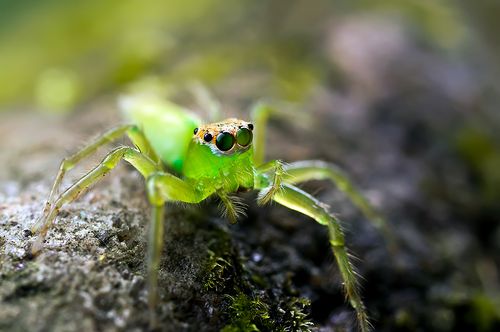 热烈祝贺生态微距版开张(三片跳蛛)