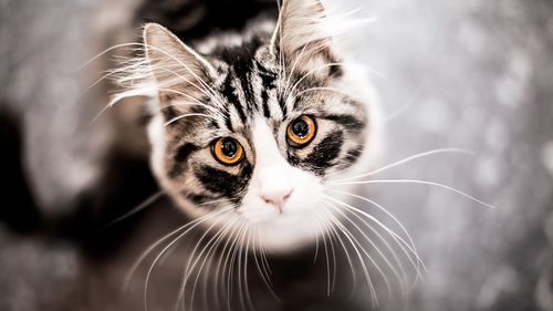 可爱萌宠小猫咪卖萌写真壁纸图片