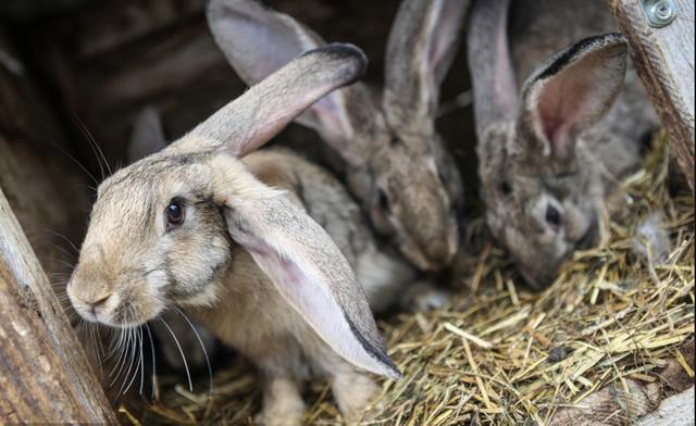 卖兔子乡土散文