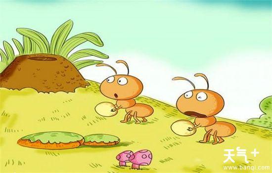 2,堵塞室内各种缝隙孔洞,防止蚂蚁进入室内筑巢,孽生.