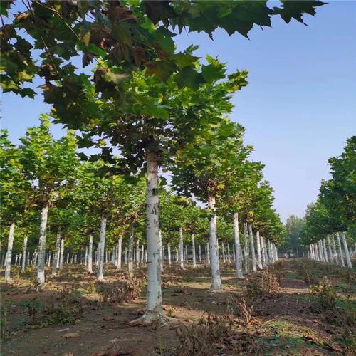 合肥低分枝法桐树主要产区在哪里
