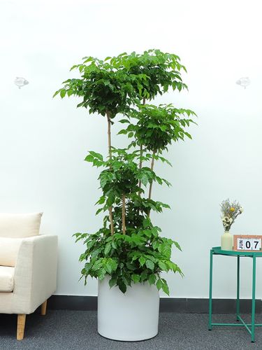 绿植植物大型平安树绿宝双层室内客厅盆栽办公室花架