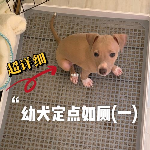幼犬定点上厕所经验贴1(针对意大利灵缇)_如厕_摄像头
