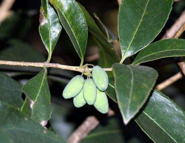 金丝楠木树叶图片