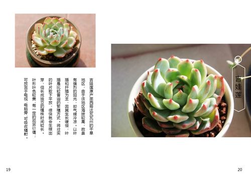 多肉植物画册