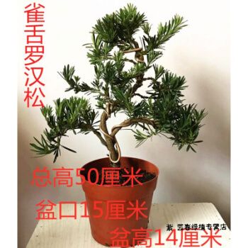 园艺雀舌罗汉松树造型老桩盆景花卉桌面盆栽庭院绿植办公室微型景观