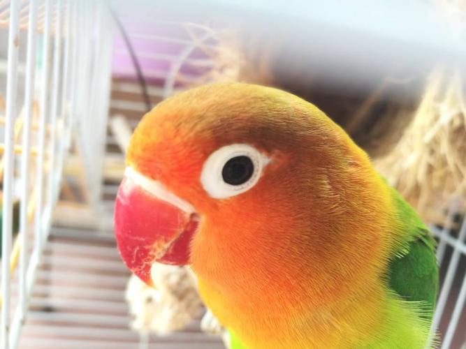 牡丹鹦鹉的嘴有裂纹,怎么办?