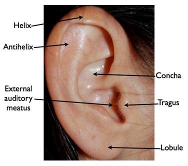 external ear