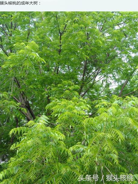 东部猴头核桃在美国的分布