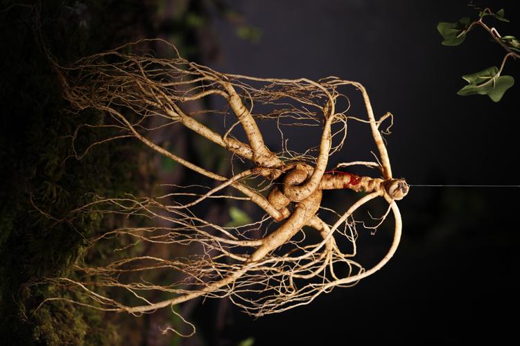 人参礼盒 蒲公英茶 等滋补品图片视频拍摄|摄影|产品