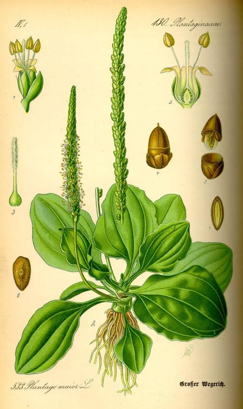 《奥托手绘彩色植物图谱》(1885)大车前图 治腹泻用车前子单方,煮粥