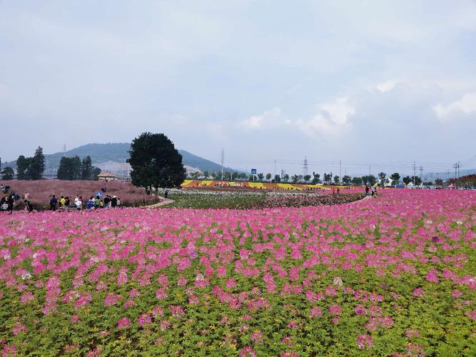 梅渚花海