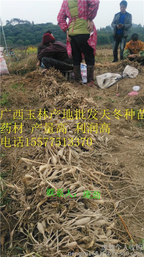种植药材致富快最赚钱成本少收入大 天冬基地批发供应