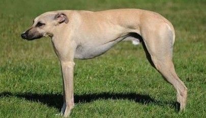 没脖子神兽其实很无聊网友ps动物图片变成没脖子的神兽