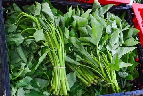 空心菜生长快,采收期长,营养丰富产量高,是一种高产,优质的绿叶蔬菜