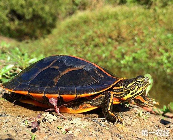 南部锦龟图片高清合集 南锦图片
