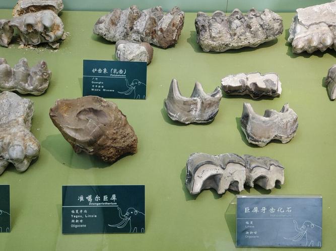 甘肃博物馆-古生物化石馆_博物馆_周末_画册_化石怎么