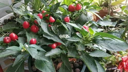 五彩椒_辣椒_美食_美食展示