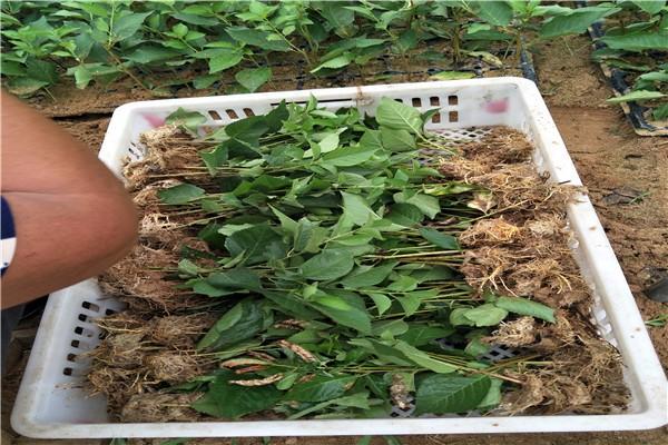 华蓥基地直销樱桃苗砧木吉塞拉樱桃苗栽植技术