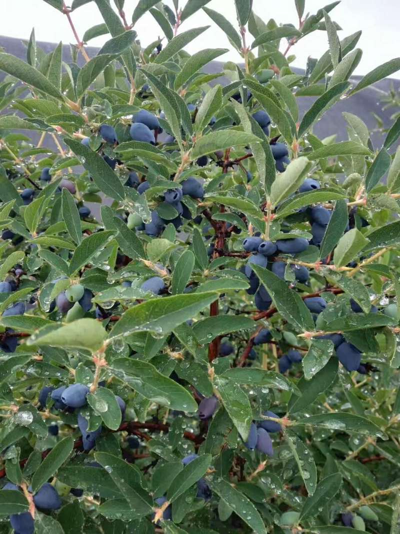 供应蓓蕾蓝靛果苗 蓝靛果苗蓓蕾 蓝靛果忍冬苗 山茄子苗 耐寒果树苗