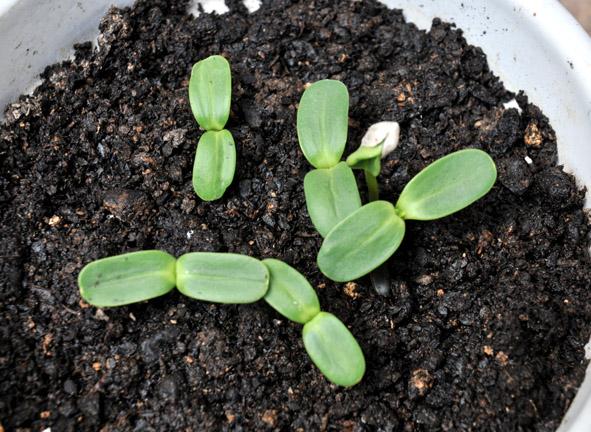 栀子花发芽图片