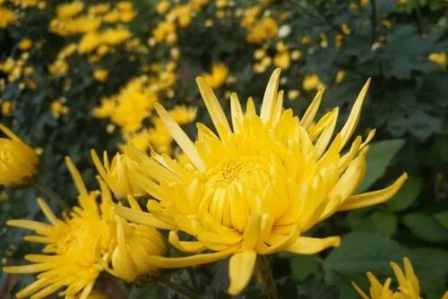 泸定金丝皇菊喜获第10届四川国际茶博会金奖