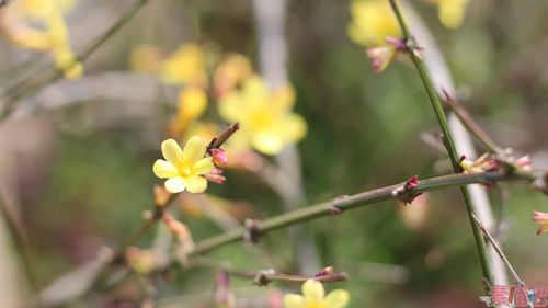 迎春花图片大全大图,分享一组鲜花特写图片给大家,图中的桌面壁纸壁纸