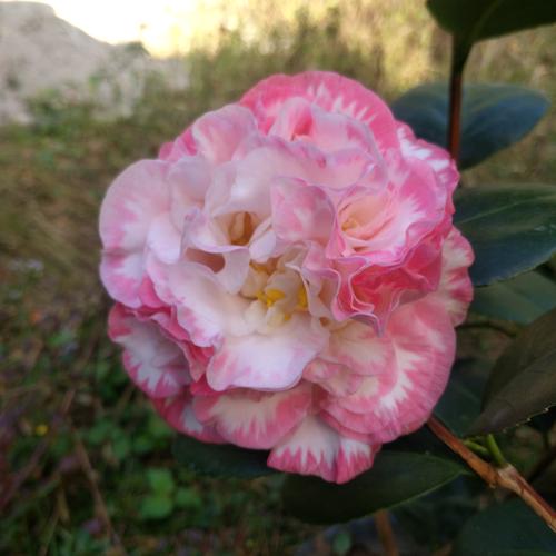 女皇名贵绿植山茶花盆栽茶花二号彩带白衣大又名花卉