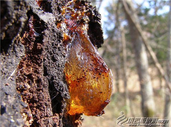 错误理解1:千年形成琥珀,万年形成蜜蜡