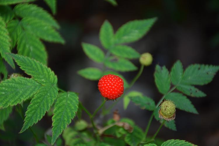 满山遍野都是,爬山的时候,你可以随手摘几颗享受一下多汁多肉的果实