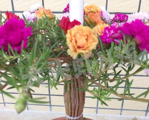 不会给太阳花造型?学会2种造型,养出价值翻几倍的太阳