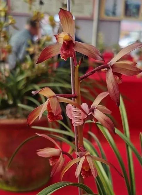 一兜色花卖出45w在蕙兰大跌价的当下它为何反其道而上涨