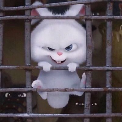 爱宠大机密 萌兔 赵丽颖微博头像