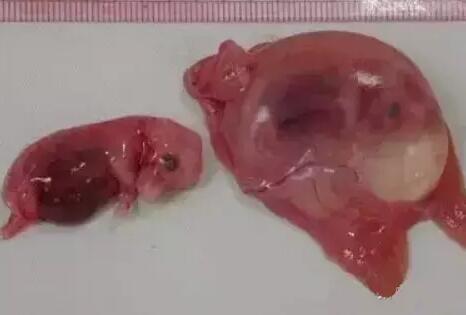 母猪的排卵受孕过程,清晰呈现在你眼前【图】