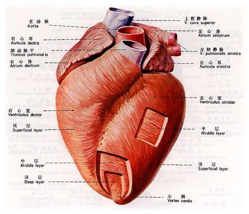 心脏的位置心脏位于胸部什么地方