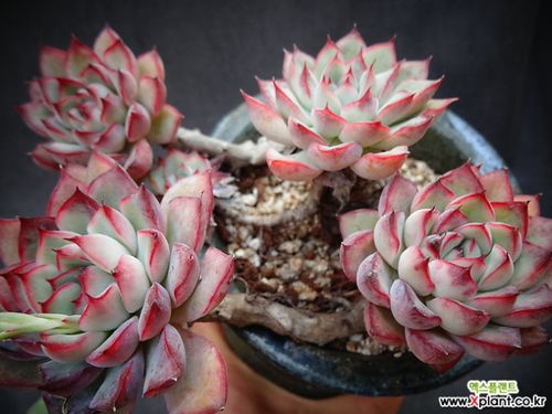 状态极佳的多肉植物花月夜老桩