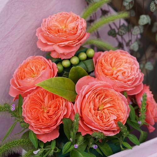 天狼月季成品美植袋苗火烈鸟多季开花灌木自育国月庭院花园植物花